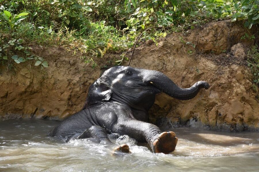 Krabi: Elephant Care House Guided Tour with Hotel Transfers - Who will enjoy this most?