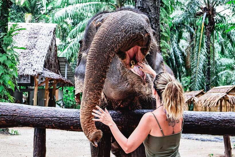 Krabi: Elephant Feeding Program - Should you book the Krabi Elephant Feeding Program?