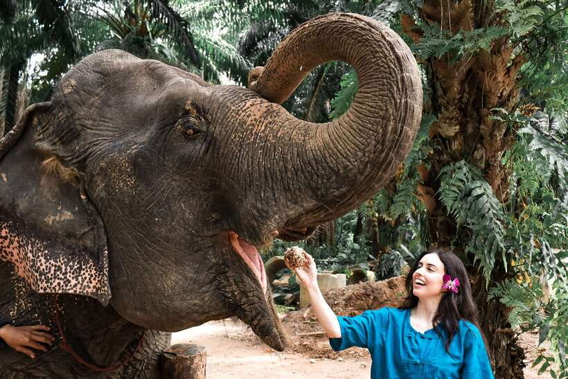 Krabi: Elephant Feeding Program - What the shelter setting adds
