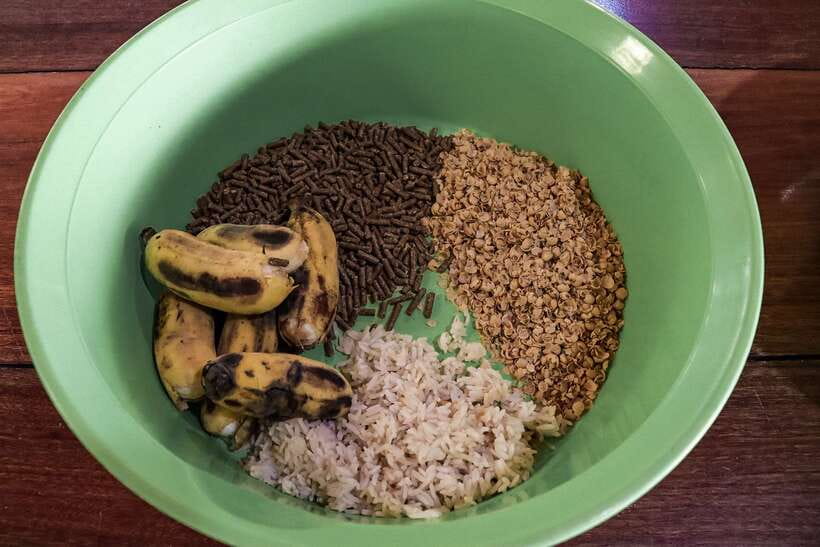Krabi: Elephant Feeding Program - A practical 30-minute schedule