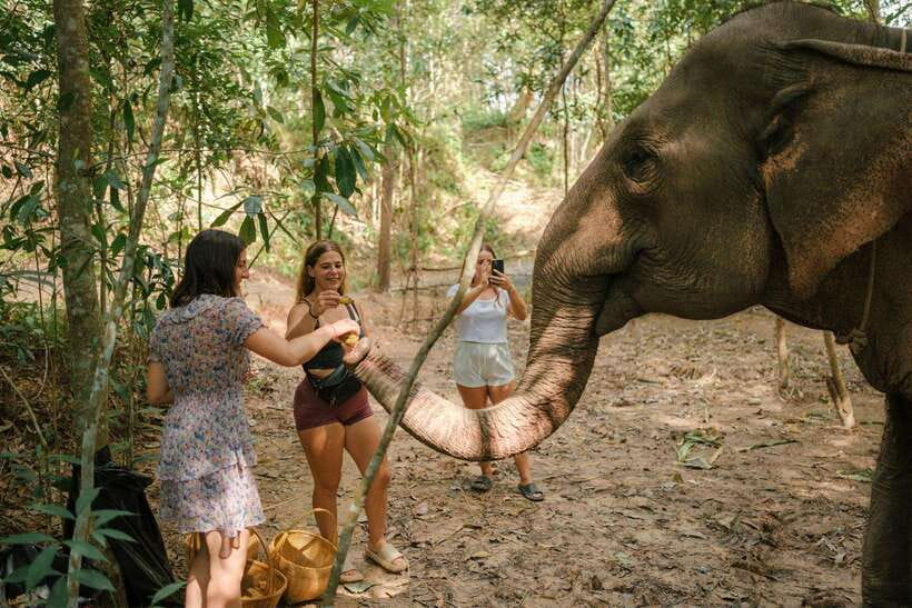 Krabi: Elephant Sanctuary (near Ao Nang) Visit - A sanctuary setting built around calm contact