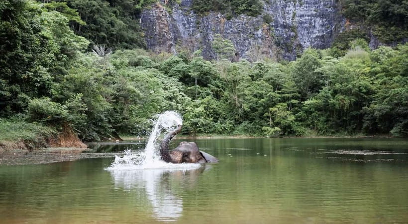 Krabi: Ethical Elephant Sanctuary & Tiger Cave Temple Tour - Key points to know before booking
