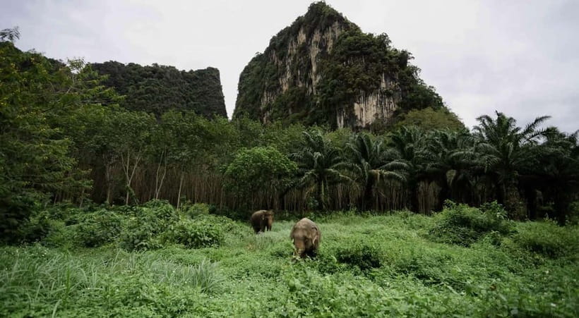 Krabi: Ethical Elephant Sanctuary & Tiger Cave Temple Tour - From jungle elephants to a mountaintop shrine