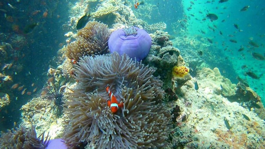 Krabi: Freediving and Snorkeling at Yawasam and Talu Island - Who should book this Krabi boat trip?