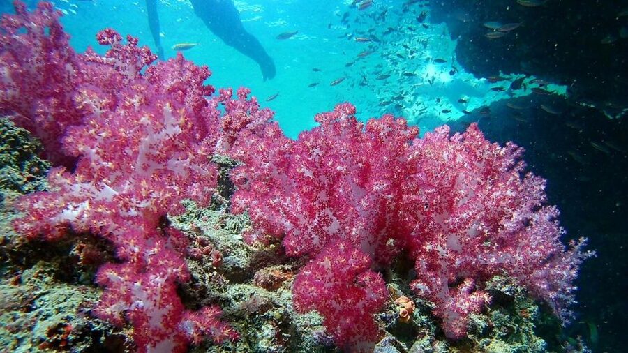 Krabi: Freediving and Snorkeling at Yawasam and Talu Island - The quiet side of Koh Poda at Buya Beach