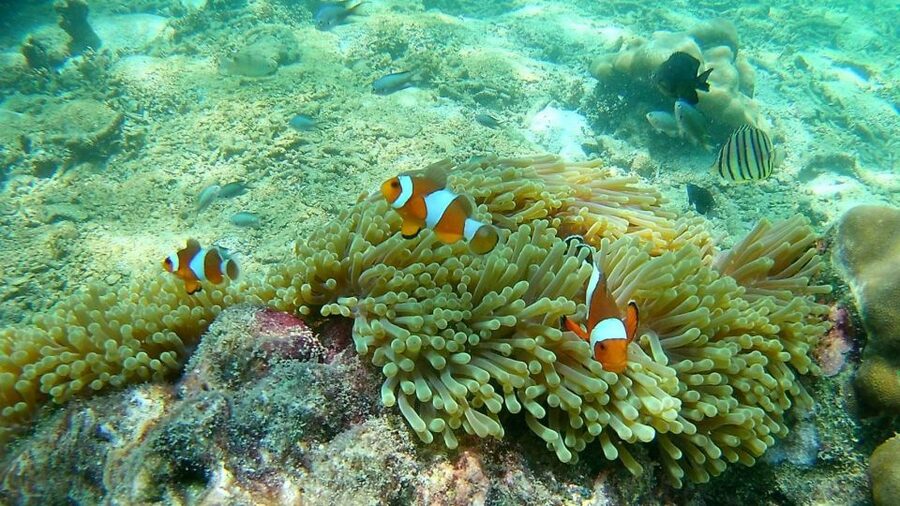 Krabi: Freediving and Snorkeling at Yawasam and Talu Island - The ride back past Railay