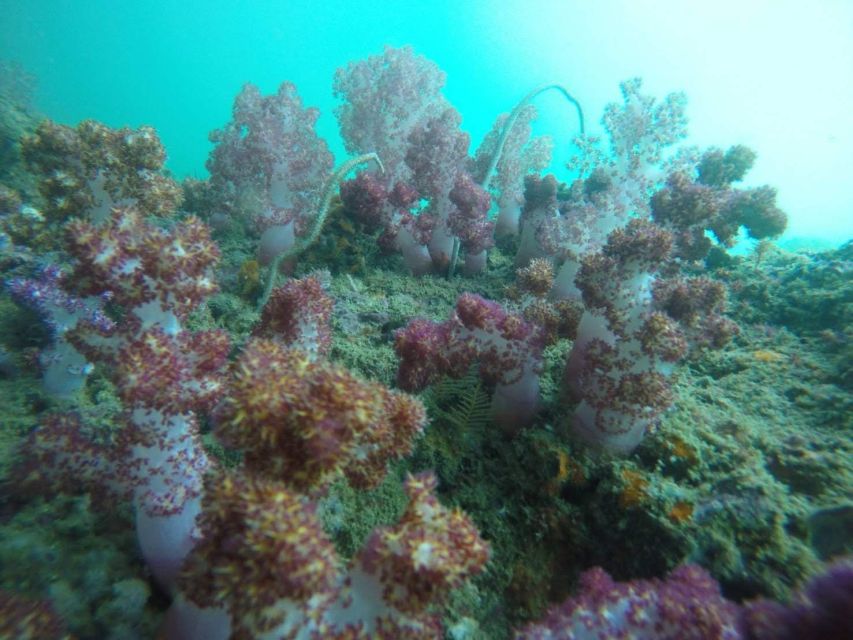 Krabi: Freediving and Snorkeling at Yawasam and Talu Island - Yawasam Island and the first coral stop