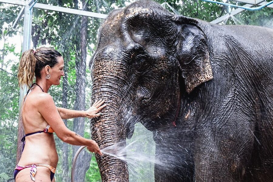Krabi: Highlights Tour with Krabi Elephant Shelter - Feeding Time: Start With Treats and Names