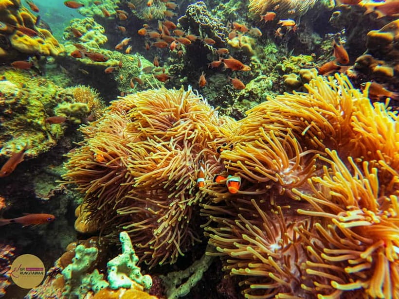 Krabi: Hong Islands Sunset, Bioluminescent Plankton and BBQ - Key points at a glance