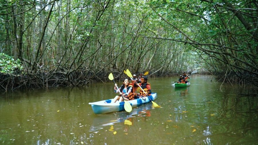 Krabi: Kayak in Mangrove Forest with Meal Aonang - Wildlife: what you might see