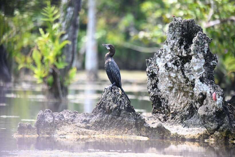 Krabi: Klong Root (Crystal lake) Kayaking tour - Why the $27 Price Makes Sense