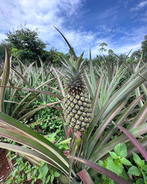 Krabi: Klong Root Kayaking Viewpoint,Fish Feeding and more - Pineapple farming and rural Krabi