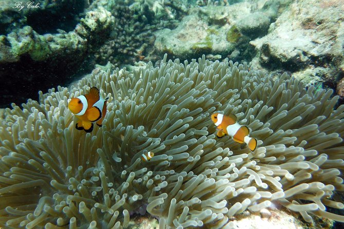 Krabi to James Bond and Hong Islands Offbeat Speedboat Tour - Koh Yao Noi and the quieter side of Phang Nga Bay