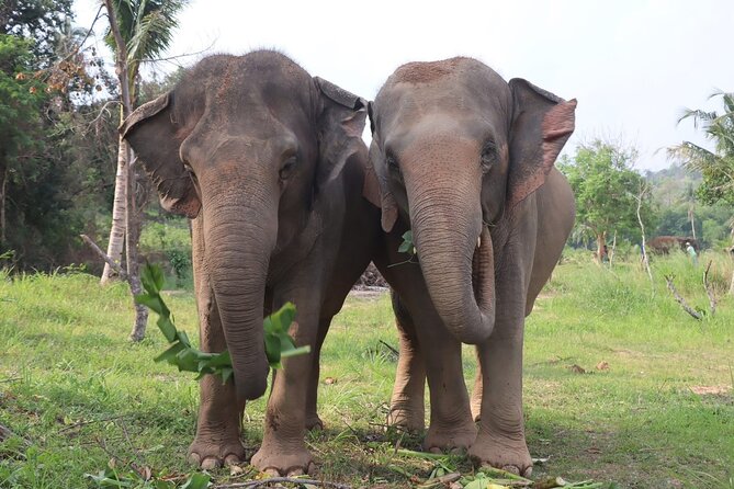 Living Green Elephant Sanctuary Experience near Bangkok & Pattaya - The elephant encounter near Bangkok