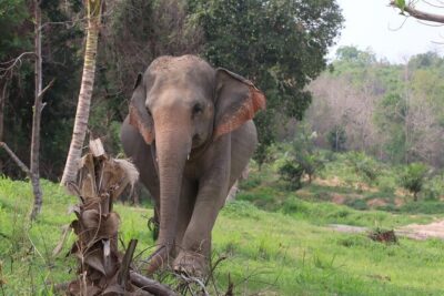 Living Green Elephant Sanctuary Experience near Bangkok & Pattaya