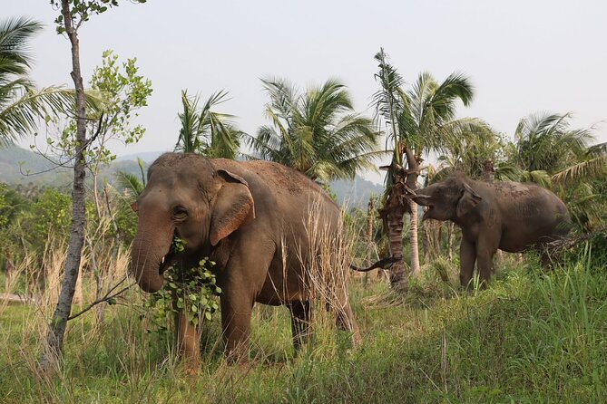 Living Green Elephant Sanctuary Experience near Bangkok & Pattaya - Bathing, water time, and practical clothing