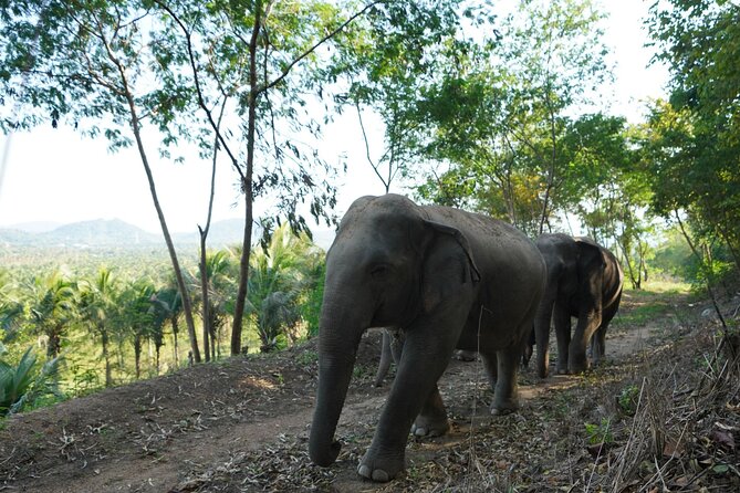 Living Green Elephant Sanctuary Experience near Bangkok & Pattaya - Lunch, photographs, and the shape of the day