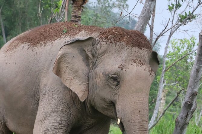 Living Green Elephant Sanctuary Experience near Bangkok & Pattaya - The long ride from Bangkok or Pattaya