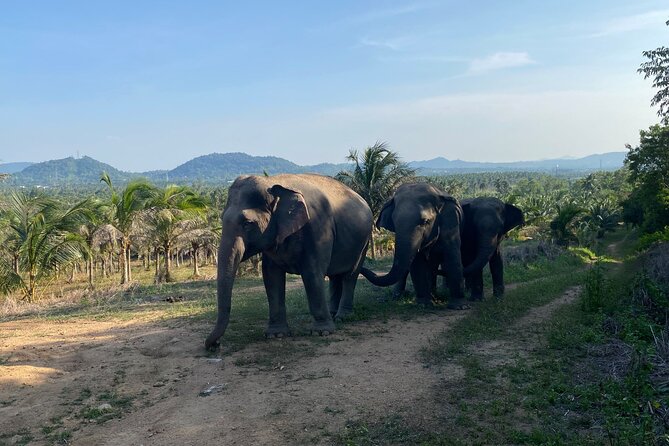 Living Green Elephant Sanctuary Experience near Bangkok & Pattaya - Is $55.41 a fair price?