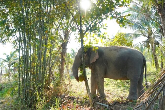 Living Green Elephant Sanctuary Tour from Bangkok and Pattaya - Meeting rescued elephants near Khao Kheow