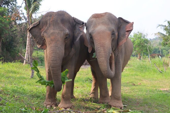 Living Green Elephant Sanctuary Tour from Bangkok and Pattaya - The Bangkok drive and the real length of the day
