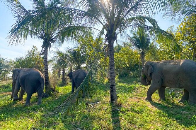 Living Green Elephant Sanctuary Tour from Bangkok and Pattaya - Lunch, drinks, and what to carry