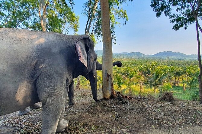 Living Green Elephant Sanctuary Tour from Bangkok and Pattaya - Price and what the $55.09 covers