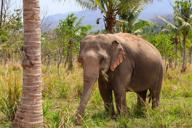 Living Green Elephant Sanctuary Tour from Bangkok and Pattaya - Who will enjoy this sanctuary most