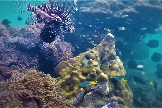 Local Reef Snorkelling and Deserted Beach - Key points to know before you book