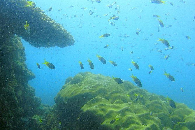 Local Reef Snorkelling and Deserted Beach - Snorkeling the local reef near Laem Ao Kham