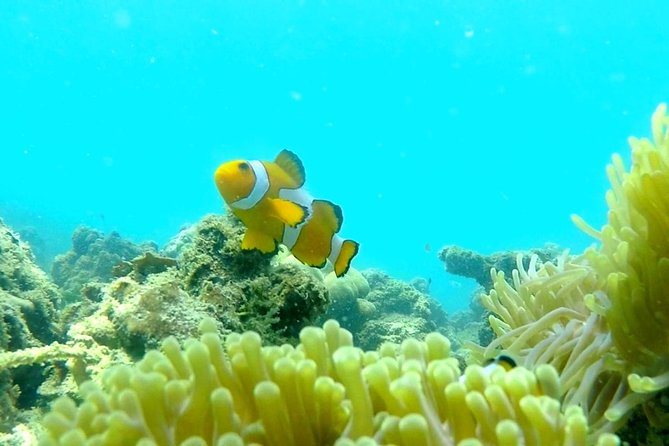 Local Reef Snorkelling and Deserted Beach - Who should book this instead of the Similans?