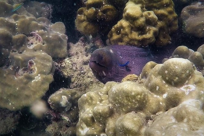 Local Reef Snorkelling and Deserted Beach - Mangroves, fishing towns, and a slower boat ride
