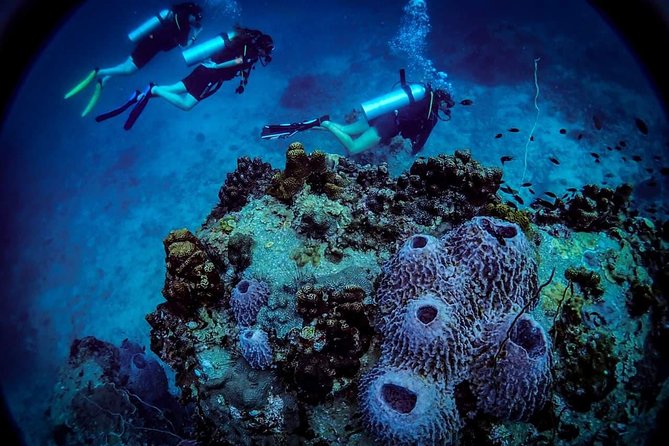 Open Water Course - Become certified diver in 3 days - Why Koh Tao suits first-time scuba students