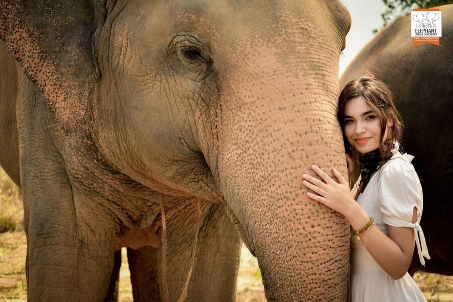 Pattaya: Elephant Jungle Sanctuary Feeding Experience - Taking photos without losing the moment