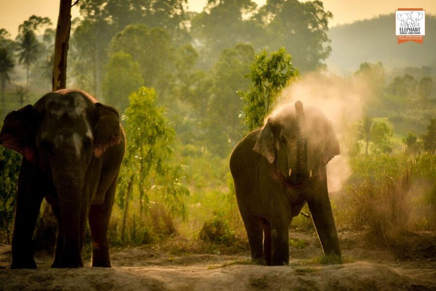 Pattaya: Elephant Jungle Sanctuary Feeding Experience - Is $28 a fair price?