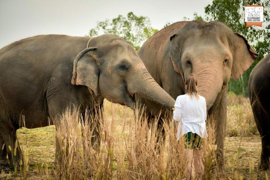 Pattaya: Elephant Jungle Sanctuary Feeding Experience - Who will enjoy this Pattaya activity?