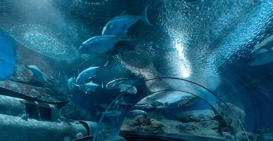 Pattaya: Underwater World Pattaya Aquarium Admission Ticket - A quieter stop with jellyfish