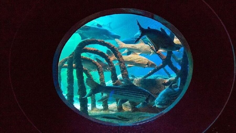 Pattaya: Underwater World Pattaya Aquarium Admission Ticket - Who will enjoy this aquarium most?