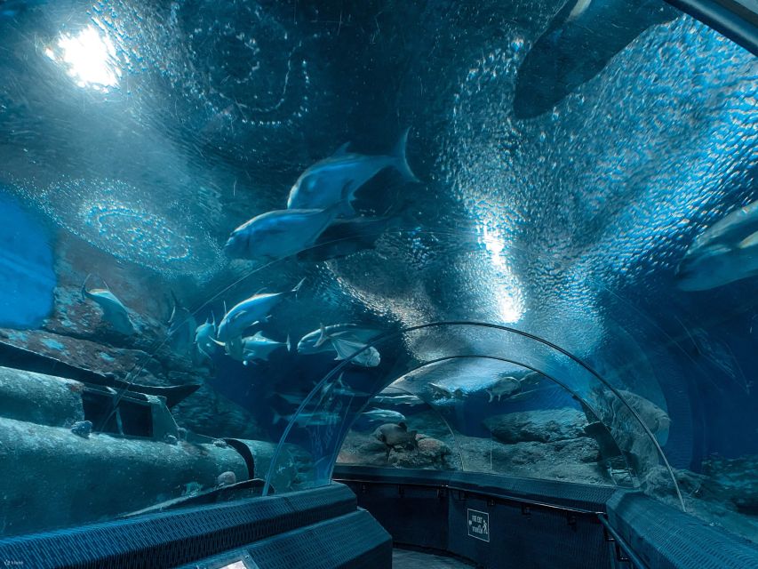 Pattaya: Underwater World Pattaya Aquarium Admission Ticket - What you see in the 105-meter tunnel