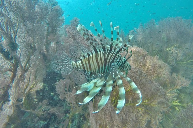 Phi Phi Early Bird & 4 Islands - Day Tour by Speedboat From Krabi - Bamboo Island combines lunch and beach time