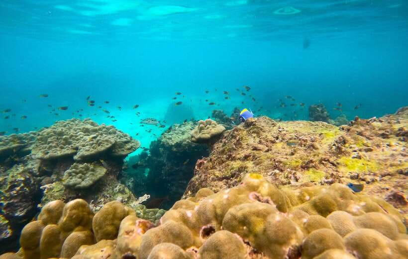 Phi Phi: Half-Day Tour with Maya Bay, Pileh Lagoon & Snorkel - Viking Cave and the main snorkeling time