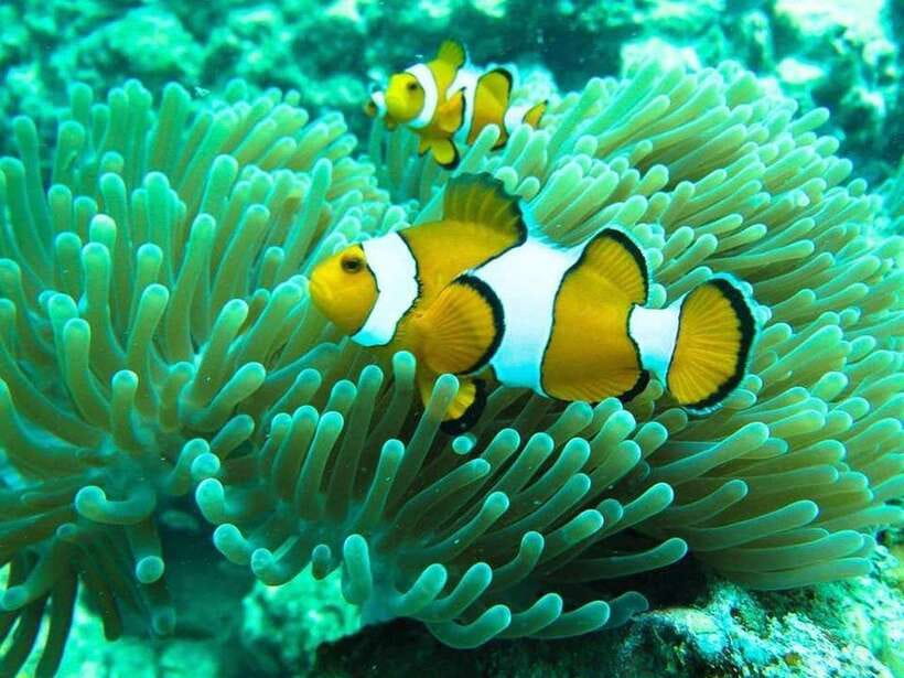 Phuket: 3 Khai Islands Relax & Snorkeling Half/Full Day Tour - Three islands, three different moods