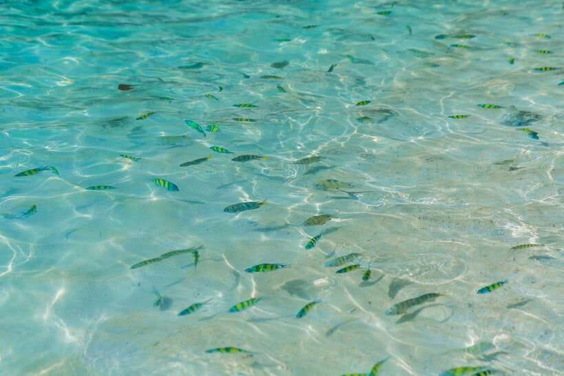 Phuket: 3 Khai Islands Relax & Snorkeling Half/Full Day Tour - FAQ