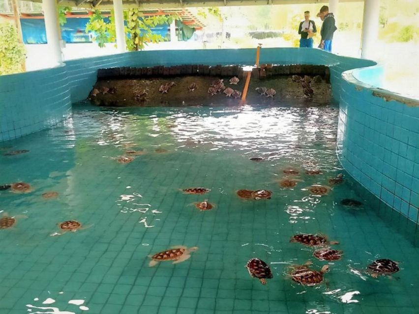 Phuket: Bamboo Rafting, Monkey Cave, and ATV Option - Sea turtles, conservation, and a sober reminder