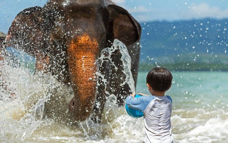 Phuket:Beach walk with elephants, rain & care. 2.5 hours - Brushing and bathing elephants at the private beach