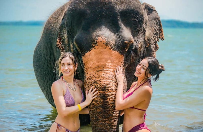 Phuket:Beach walk with elephants, rain & care. 2.5 hours - From pickup in Phuket to Lily Elephant Camp