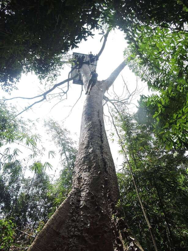 Phuket: Big Buddha Viewpoint ATV Tour and Zipline Adventure - Ziplining from the treetops