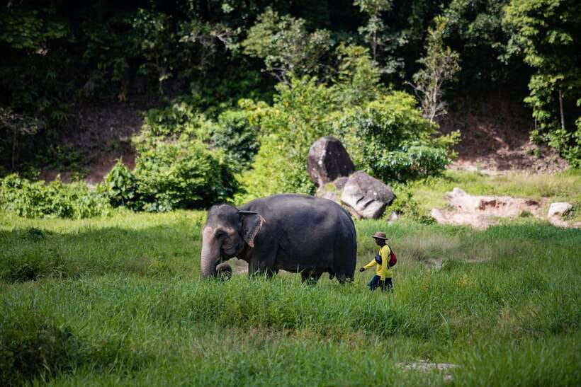 Phuket: Bukit Elephant Park Sanctuary Walk and Feed Tour - Key points at a glance