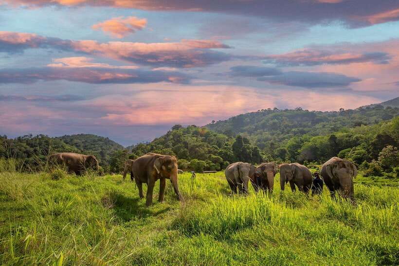 Phuket: Bukit Elephant Park Sanctuary Walk and Feed Tour - The first meeting: bananas and safety rules