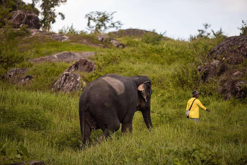 Phuket: Bukit Elephant Park Sanctuary Walk and Feed Tour - Walking beside elephants in their own routine